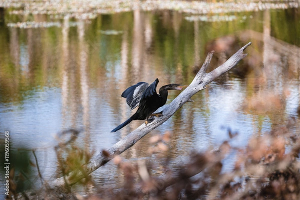 Obraz Dark Egret drying out wings on tree branch