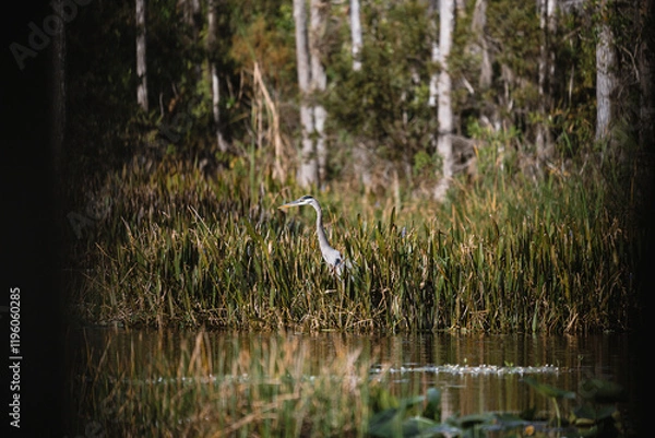 Obraz Egret viewed from between two trees