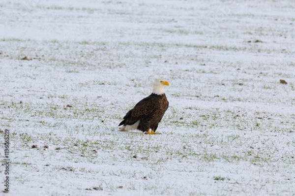 Fototapeta Bald eagle sitting in a snowy field