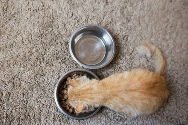 Fototapeta кот ест из миски