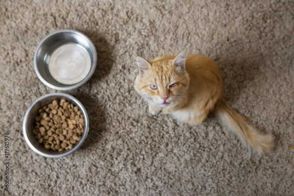 Fototapeta кот ест из миски