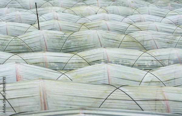 Obraz Flower bed shielded by grungy translucent plastic tunnel