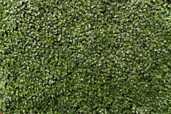 Fototapeta green leafs texture brackground for with some shine iluminations.