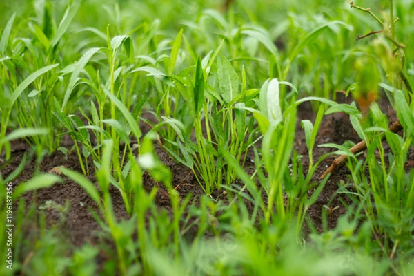 Obraz Photo of small water spinach plants.