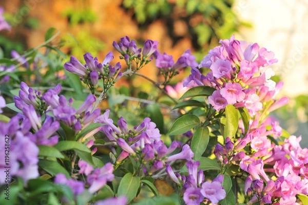 Obraz Garlic vine violet flower selective focus point