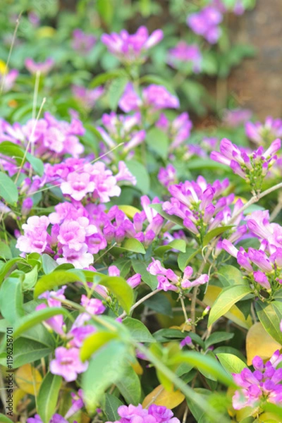 Obraz Garlic vine violet flower selective focus point