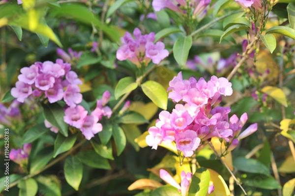 Obraz Garlic vine violet flower selective focus point