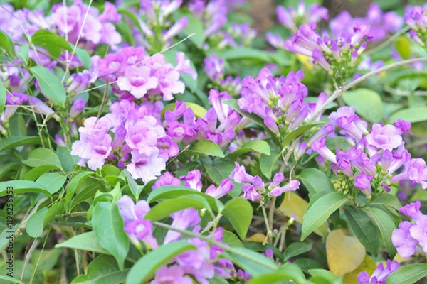 Obraz Garlic vine violet flower selective focus point
