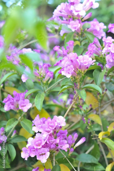 Obraz Garlic vine violet flower selective focus point