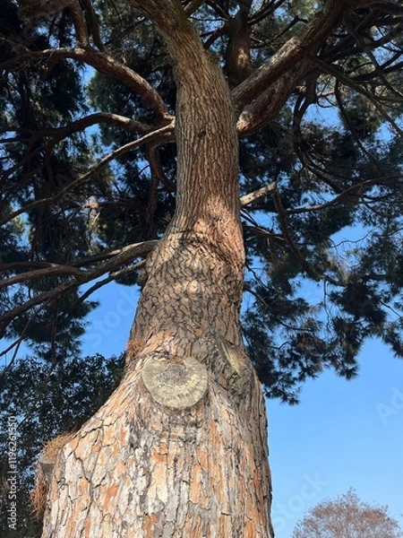 Obraz tree in the forest