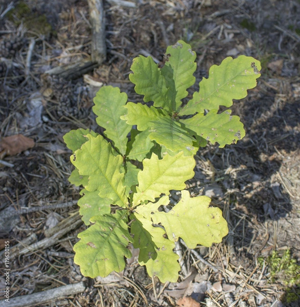 Fototapeta Росток дуба