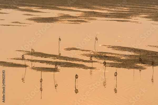 Obraz Golden river scenery at low tide