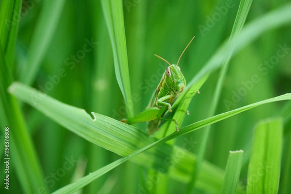 Fototapeta 葉にとまる緑色のイナゴ