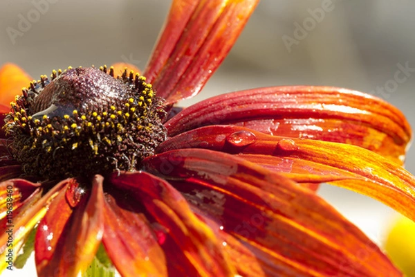 Obraz Daisy Right Side