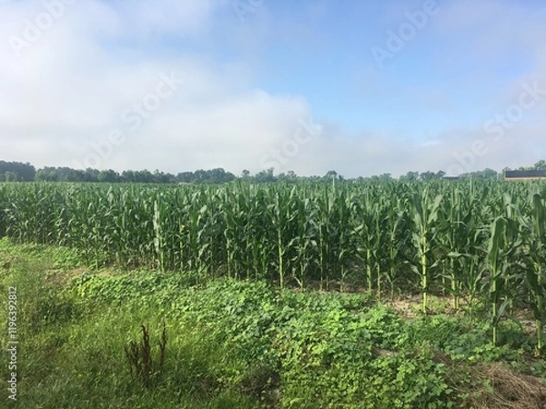 Obraz Corn Field