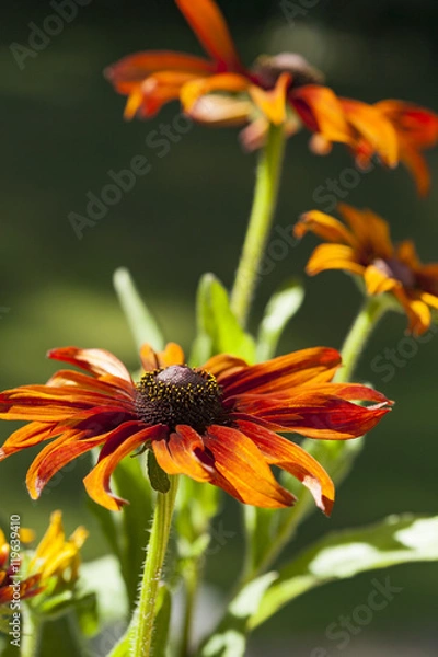 Obraz Daisy Three Top Bottom