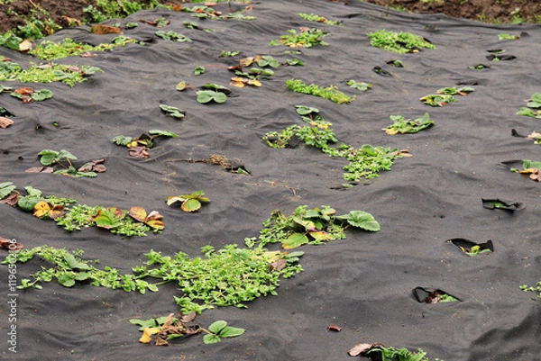 Fototapeta Farm beds with green strawberry bushes with covering material during the cold season