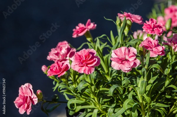 Obraz Pink carnation flowers in bloom