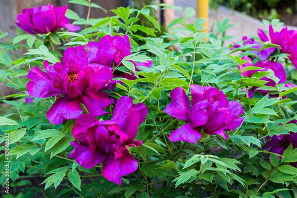 Obraz Pink peony flower