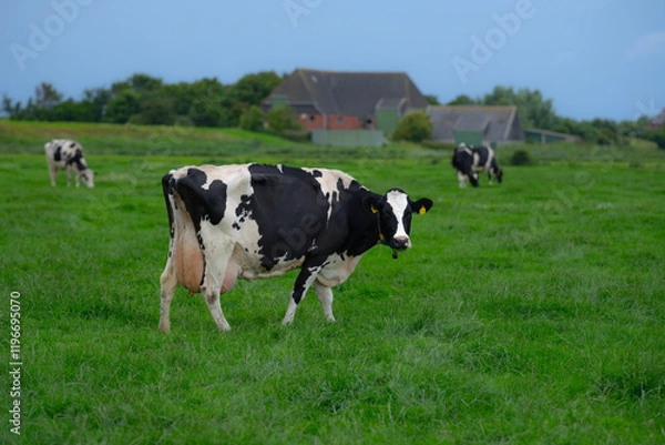Fototapeta Cow on a summer pasture. Herd of cows grazing in Alps. Holstein cows on summer pasture. Mature cow at grass field. Cows eating grass at pasture. Cow Farm. Cows grazing at pasture.