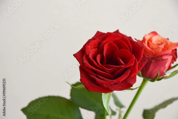 Fototapeta 赤いばら