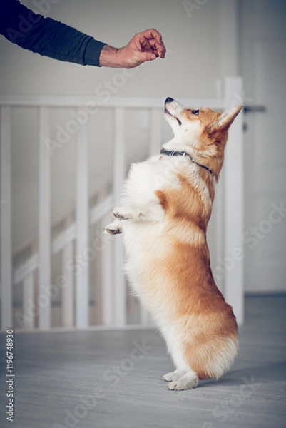 Obraz Portrait of a charming Pembroke Corgi dog