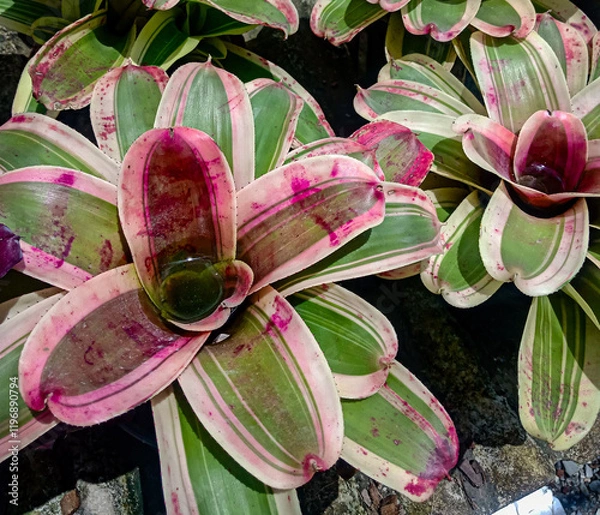 Fototapeta The photo capturing a single green banyan leaf in a lined pot evokes a sense of simplicity and a connection to the resilience of nature's individual elements.