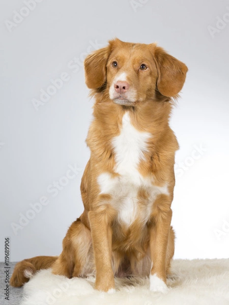 Fototapeta Nova scotia duck tolling retriever portrait. Image taken in a studio.