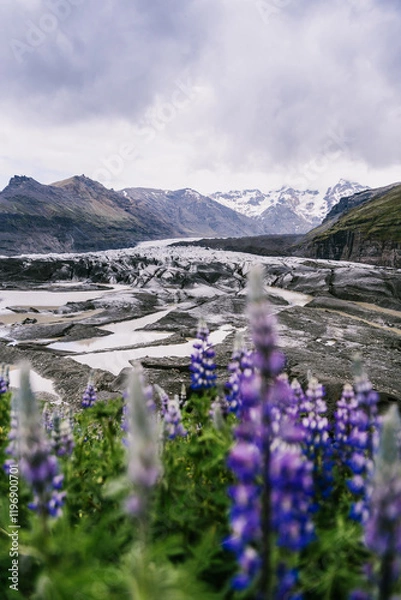 Fototapeta Close-up of vibrant lupine flowers with Svinafellsjokull Glacier in the background, South Iceland