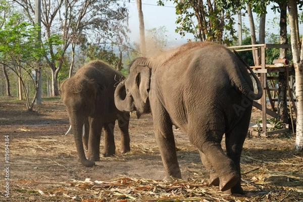 Obraz Young elephant playing with dirt.