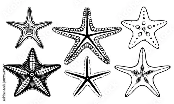 Obraz set of starfish  silhouettes vector