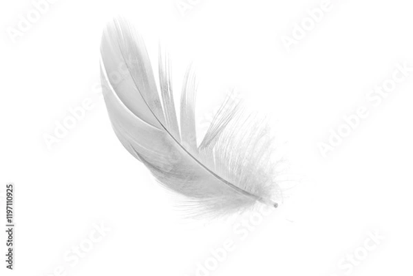 Obraz white duck feathers isolated  background