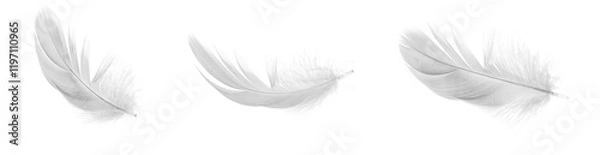 Obraz white duck feathers isolated  background