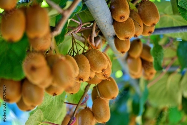 Obraz Winorośl kiwi. Kiwi, pochodzące z północnych Chin, po raz pierwszy sprowadzono i uprawiano w Nowej Zelandii na przełomie XIX i XX wieku, a następnie było znane jako chiński agrest