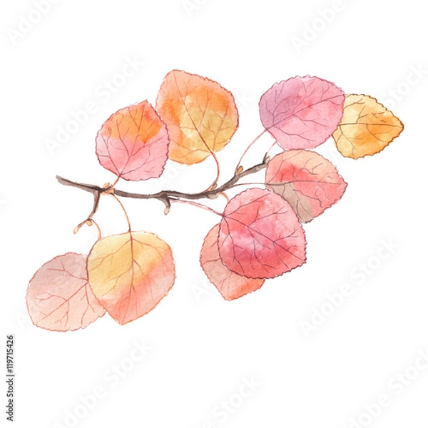 Obraz Watercolor painting of a bright autumn branch of aspen tree. Isolated on white background
