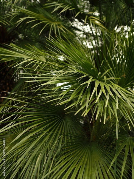 Obraz Green palm leaves