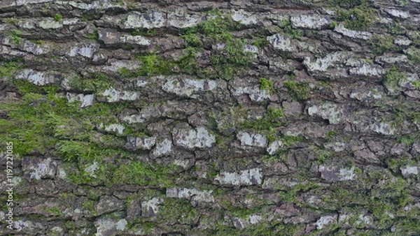 Obraz Tree Bark Texture