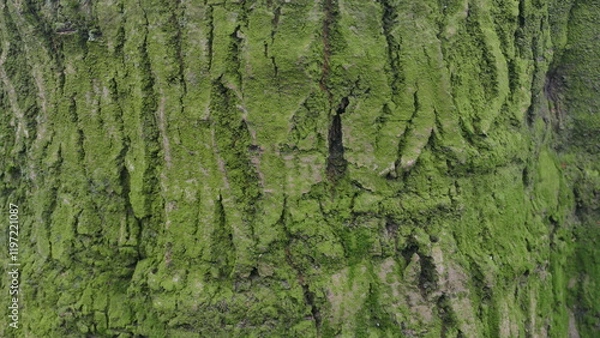 Obraz Tree Bark Texture