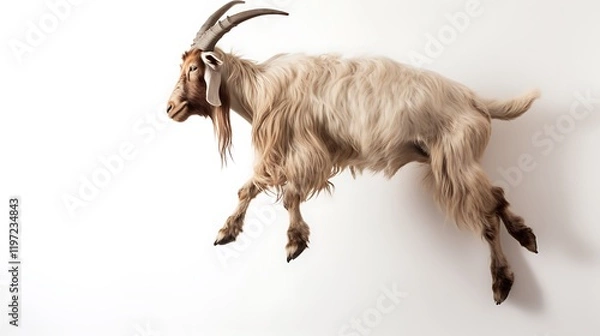 Fototapeta close up of a goat