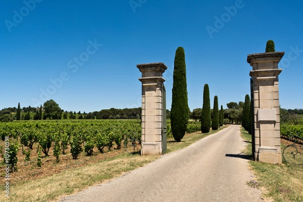 Obraz Provencal vineyard
