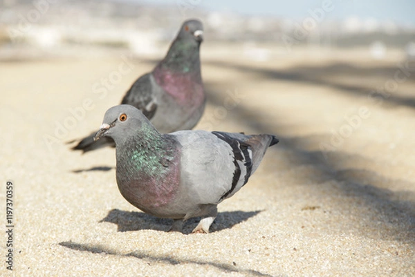Obraz Palomas fotogénicas