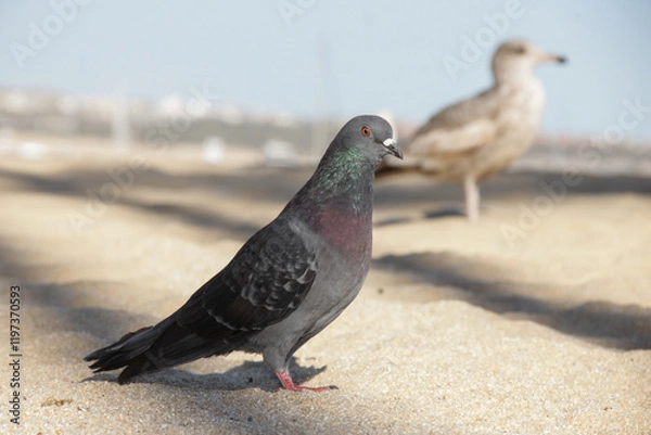 Obraz Paloma fotogénica