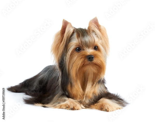 Obraz Dog on white background