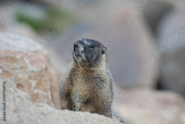 Obraz Marmot in the Rocky Mountains