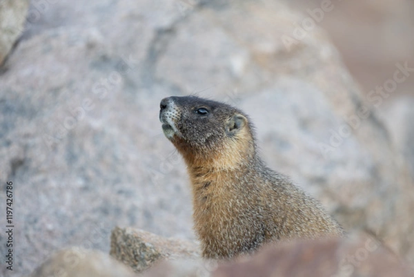 Obraz Marmot in the Rocky Mountains