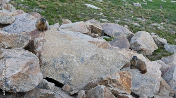 Obraz Marmot in the Rocky Mountains