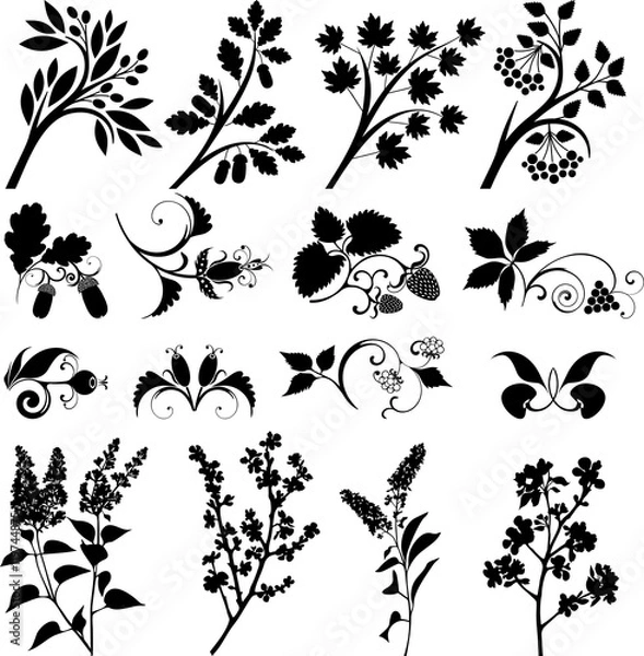 Obraz Berries and branches