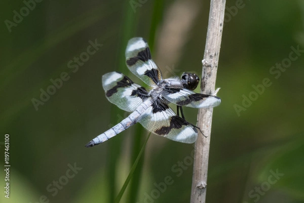 Obraz Dragonfly with black and white wings