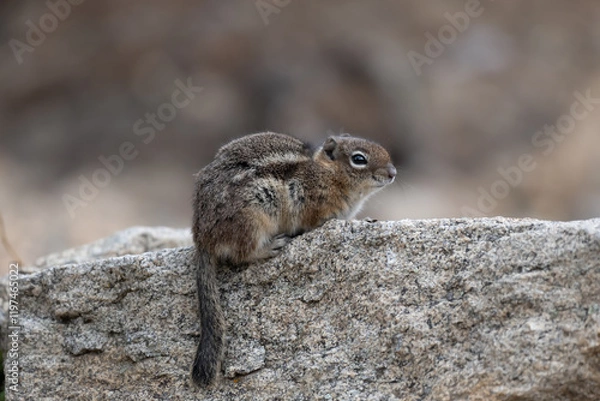 Obraz Chipmunk sitting on a rock