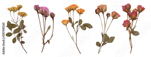 Fototapeta Set of Botanical Elegance - High-Resolution Scanned Roses with Isolated Backdrop. Scrapbooking elements, Pressed Dried Flowers collection